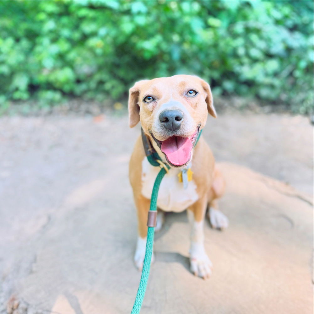 adoptable Dog in Raleigh, NC named Liza