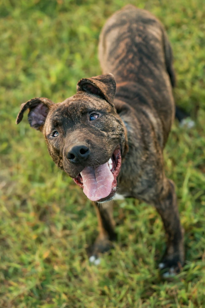 adoptable Dog in Raleigh, NC named Sesame