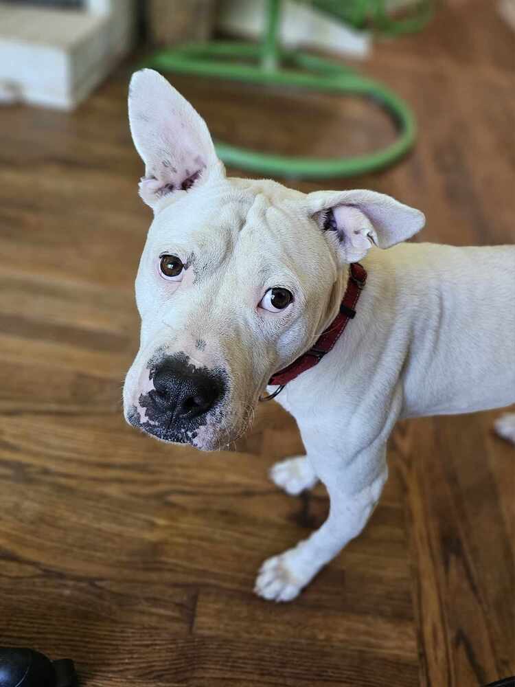 adoptable Dog in Raleigh, NC named Roger