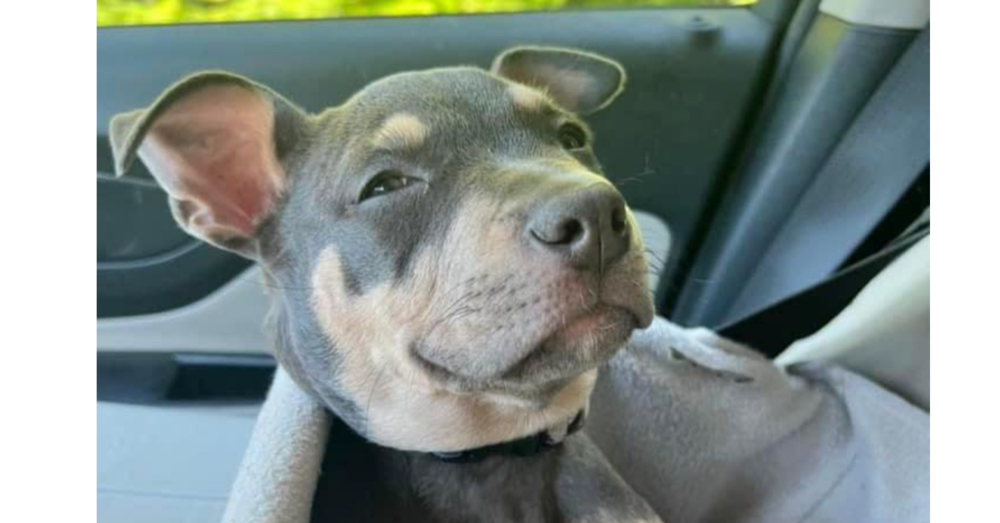 adoptable Dog in Raleigh, NC named Squid