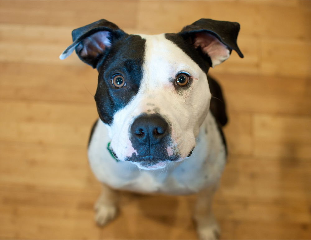 adoptable Dog in Raleigh, NC named Johnson