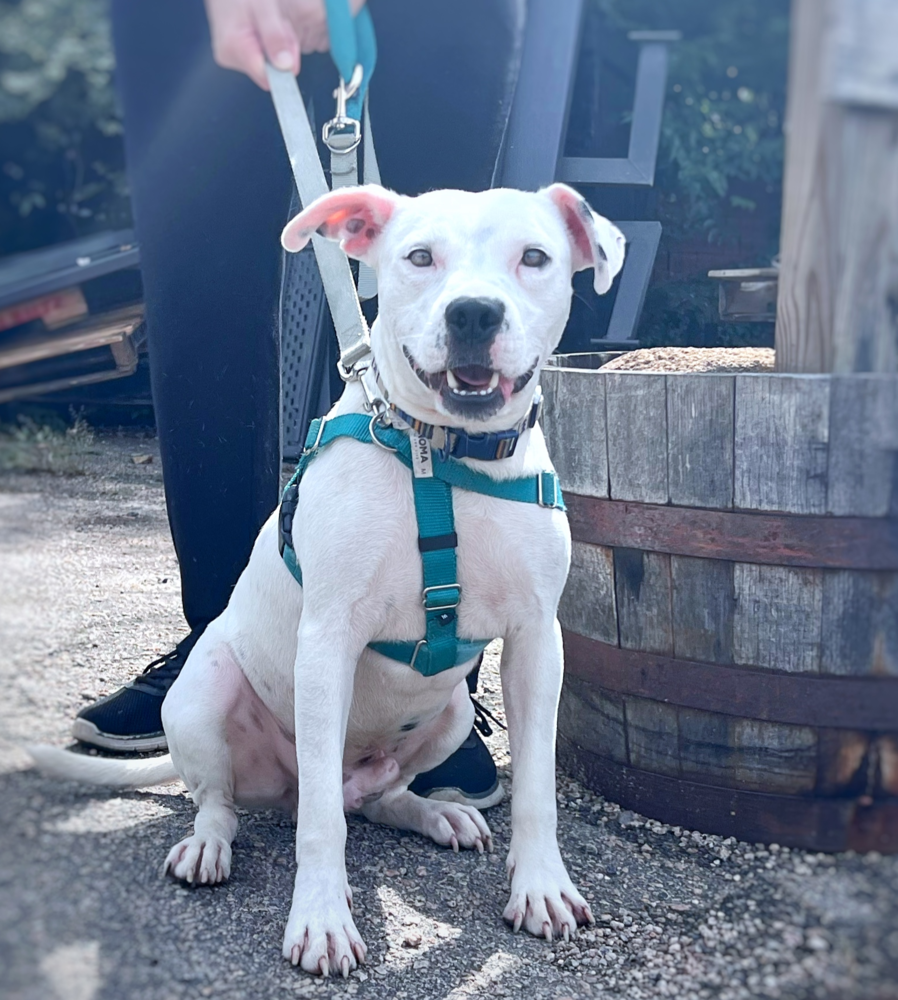 adoptable Dog in Raleigh, NC named Sid