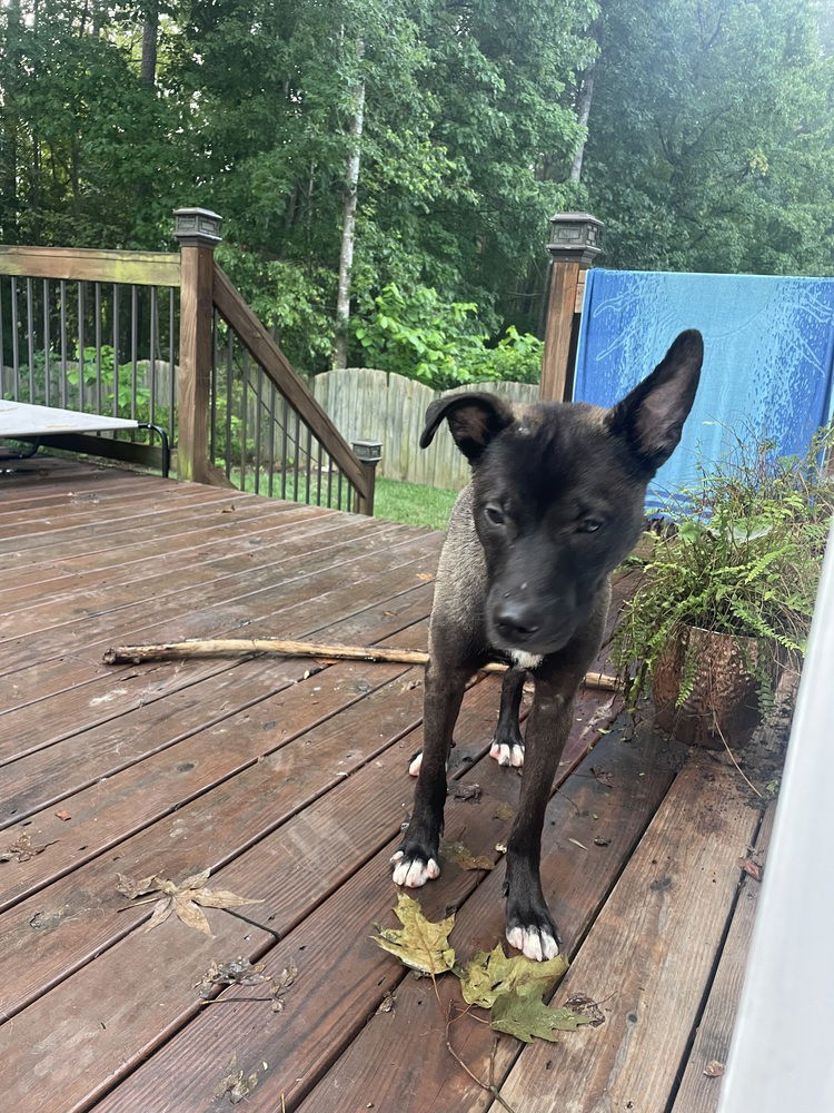 adoptable Dog in Raleigh, NC named Theo