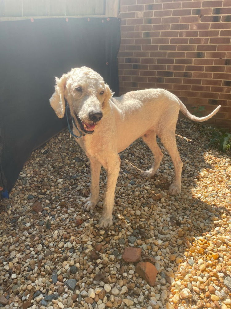 adoptable Dog in Raleigh, NC named Abuelito (Lito)