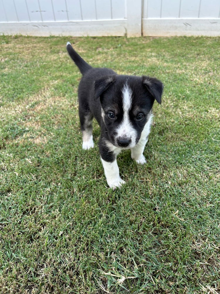 adoptable Dog in Raleigh, NC named Oscar