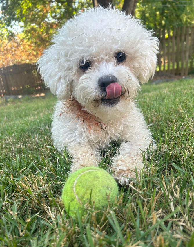 adoptable Dog in Raleigh, NC named Cotton