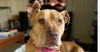 adoptable Dog in raleigh, NC named Thea