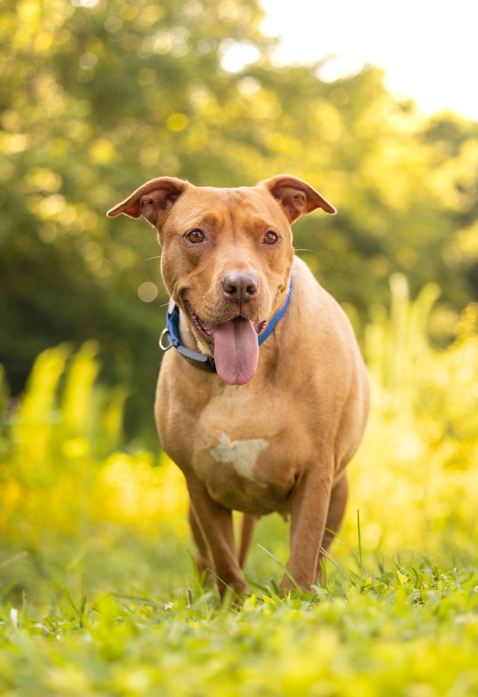 adoptable Dog in Raleigh, NC named Kelly