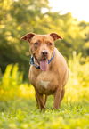 adoptable Dog in raleigh, NC named Kelly