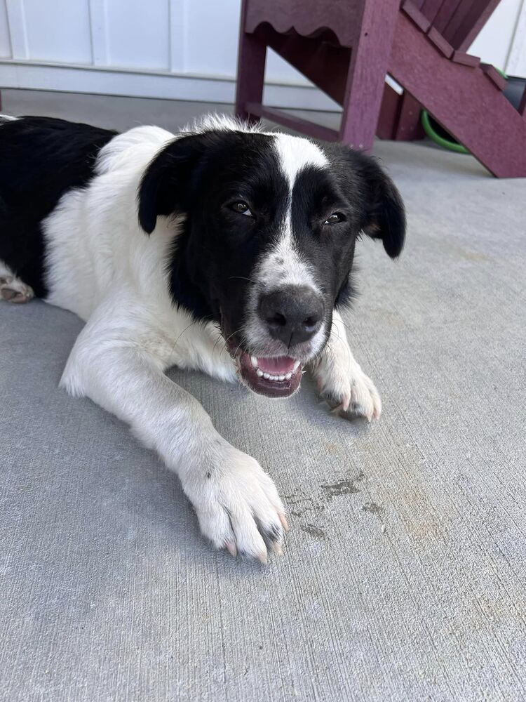 adoptable Dog in Raleigh, NC named Sasha