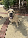 adoptable Dog in raleigh, NC named Pop