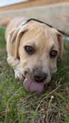 adoptable Dog in Raleigh, NC named Hip Hop