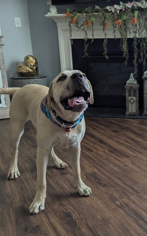 picture of the dog needing adoption