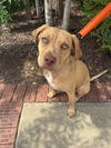 adoptable Dog in raleigh, NC named Jazz