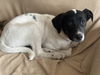 adoptable Dog in Raleigh, NC named Driver