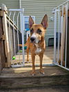 adoptable Dog in raleigh, NC named Iris