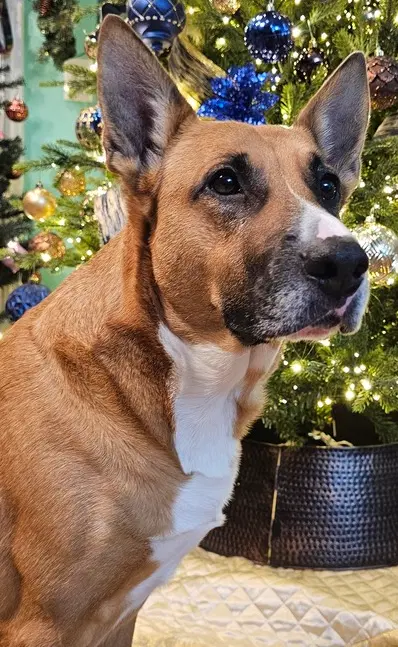 Iris - Boxer