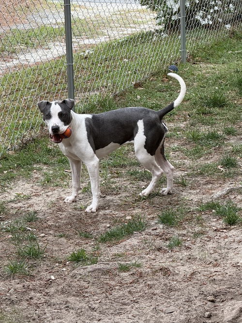 picture of the dog needing adoption