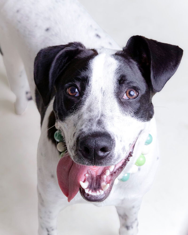 adoptable Dog in Raleigh, NC named Sonny