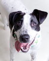 adoptable Dog in raleigh, NC named Sonny