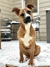 adoptable Dog in  named Duck