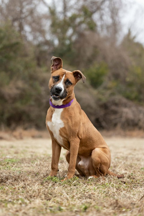picture of the dog needing adoption
