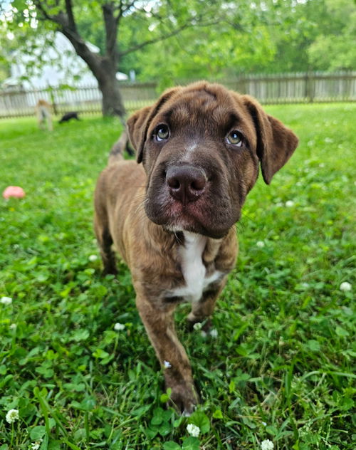 picture of the dog needing adoption