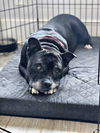 adoptable Dog in  named Grandpa Milton