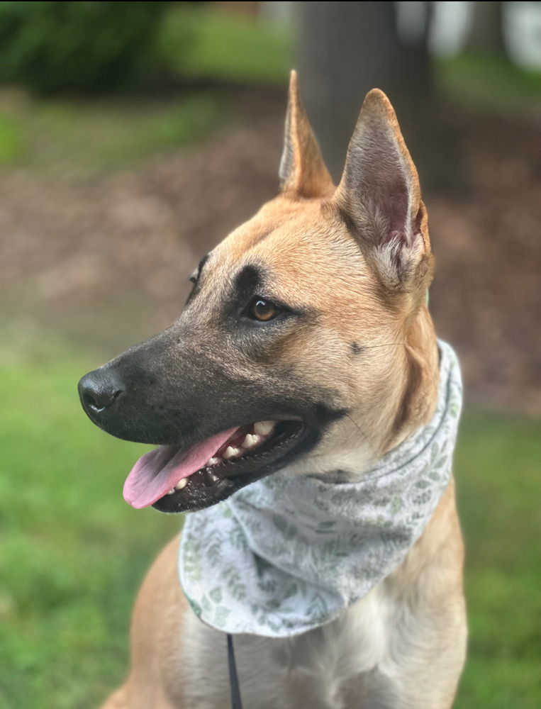 adoptable Dog in Raleigh, NC named Cinder