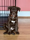 adoptable Dog in raleigh, NC named MLK