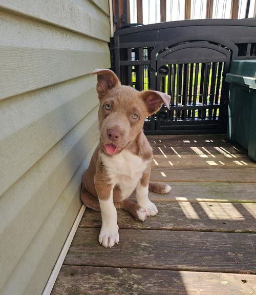 picture of the dog needing adoption