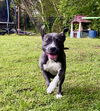 adoptable Dog in raleigh, NC named Judy Gemstone