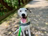 adoptable Dog in raleigh, NC named Skunk