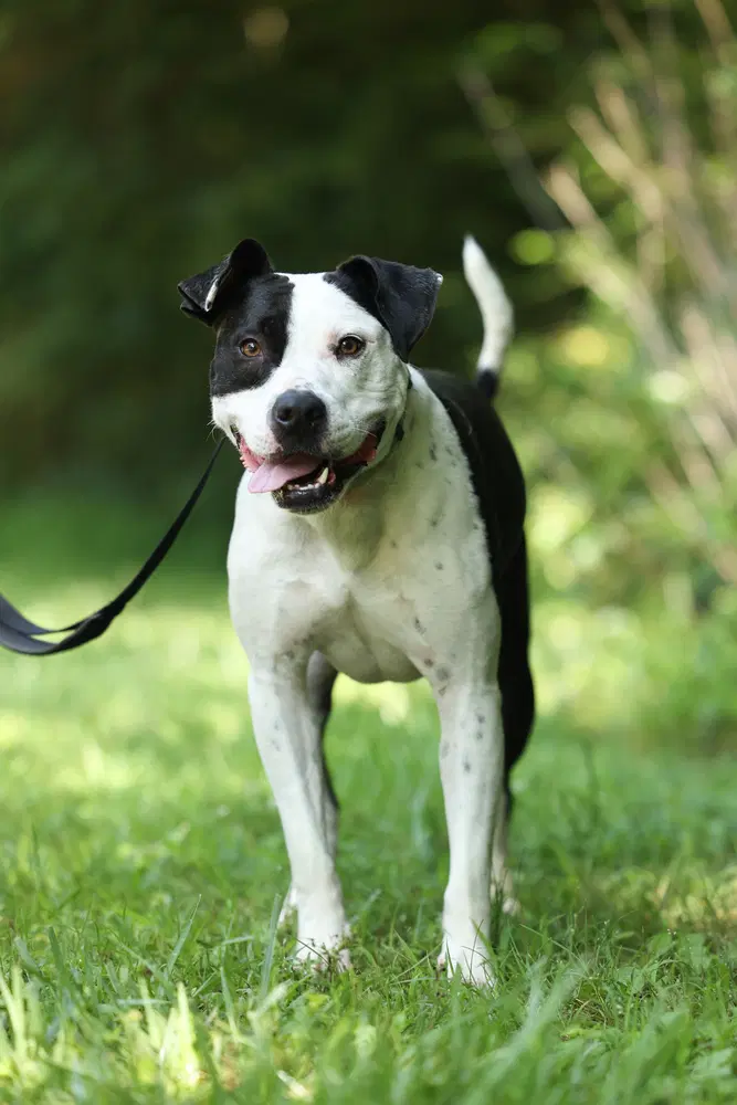 Johnson - American Pit Bull Terrier