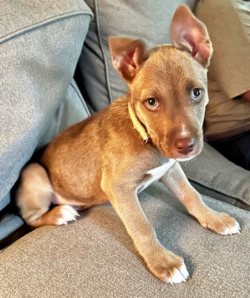 adoptable Dog in Raleigh, NC named Ray