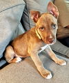 adoptable Dog in raleigh, NC named Ray