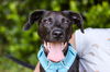 adoptable Dog in Raleigh, NC named Addie