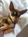 adoptable Dog in raleigh, NC named Mocha