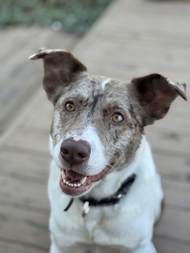 adoptable Dog in Raleigh, NC named Ash