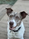 adoptable Dog in  named Ash