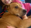 adoptable Dog in raleigh, NC named PupPup