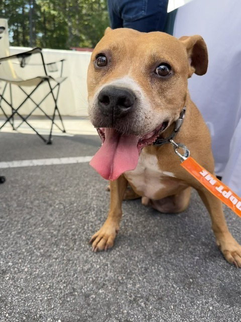 picture of the dog needing adoption