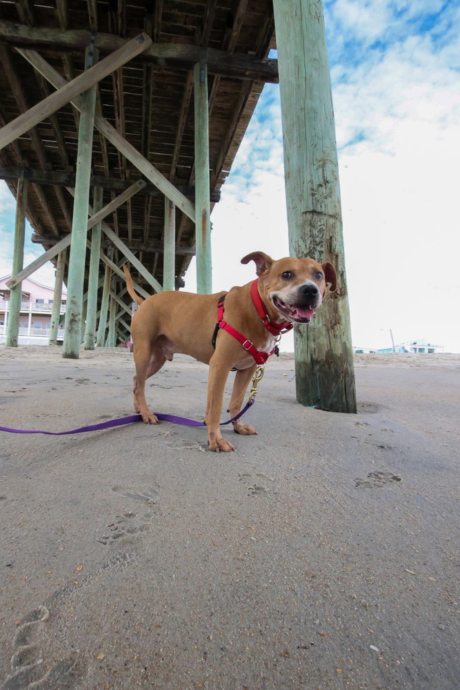 Bubba, photo 3