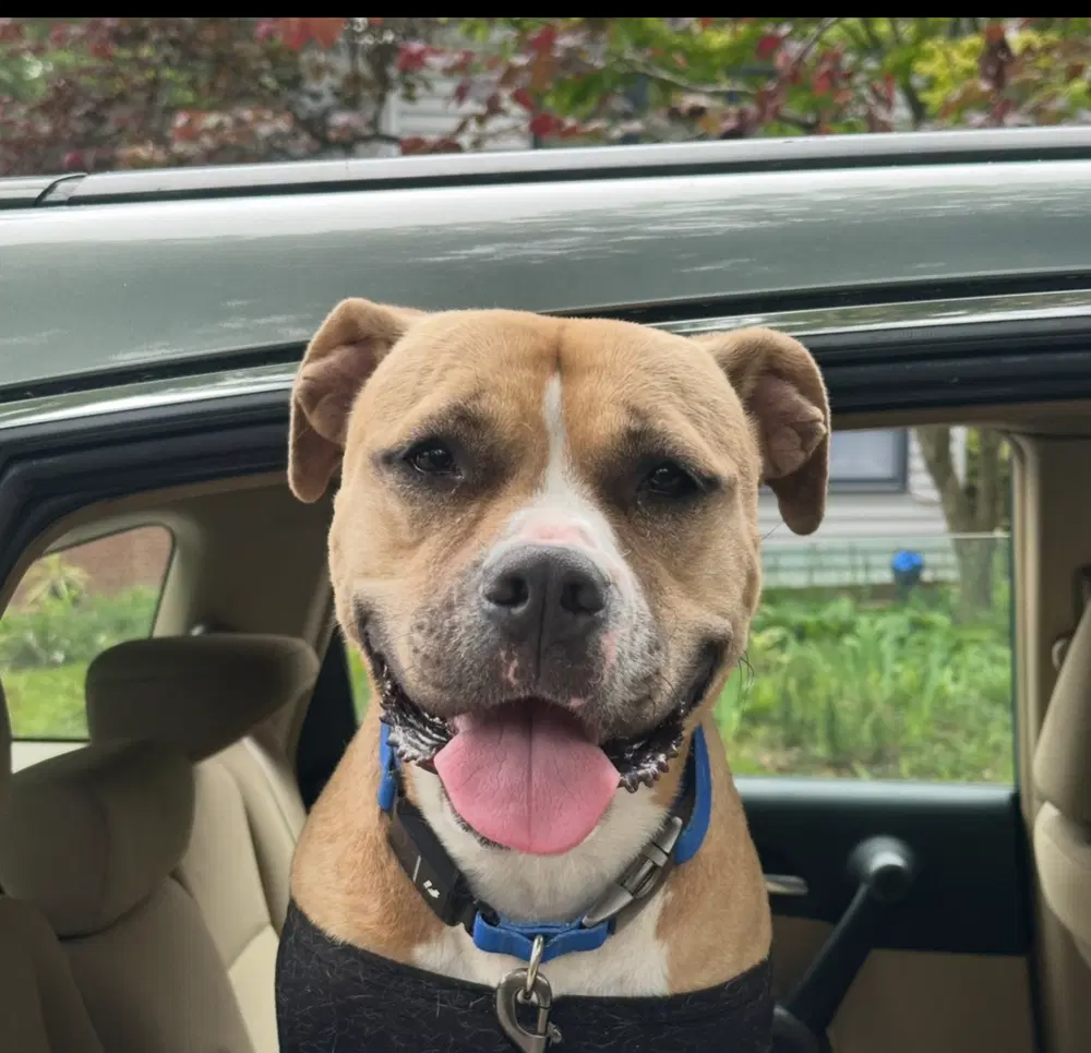 Leela - American Staffordshire Terrier