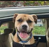 adoptable Dog in raleigh, NC named Leela
