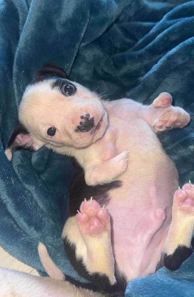adoptable Dog in Raleigh, NC named Goose