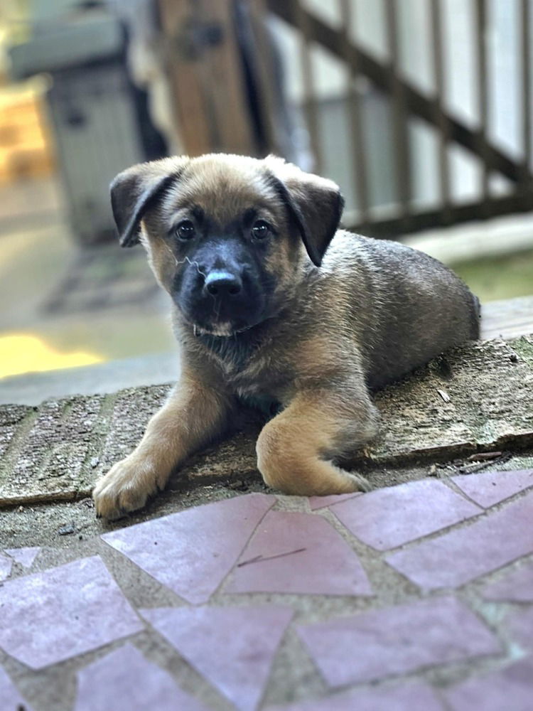 adoptable Dog in Raleigh, NC named Smoke