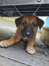 adoptable Dog in raleigh, NC named Stack