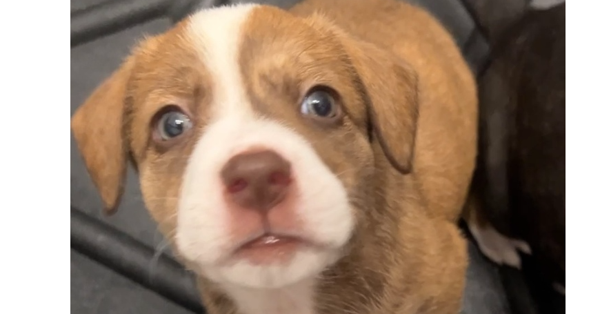 adoptable Dog in Raleigh, NC named Daisy