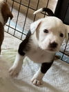 adoptable Dog in raleigh, NC named Juliet